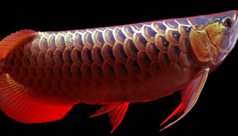 Testing Page Infinpay